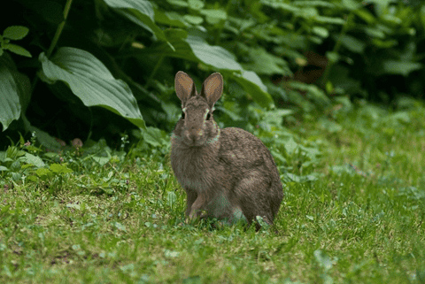 Learn How to Get Rid of Rabbits in Your Garden for Good ...
