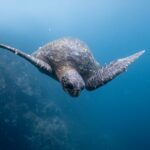 Sea turtle photographed underwater swimming beside a reef during a dive in the Galapagos Islands